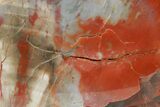 Polished Petrified Wood (Araucarioxylon) - Arizona #284328-1